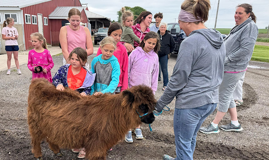 team work event with highland cows
