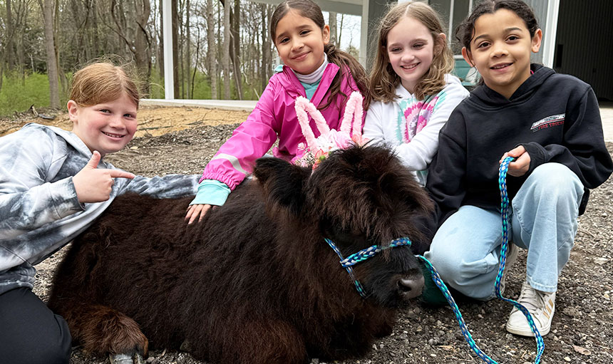 highland cow surrounded by girls at a birthday party