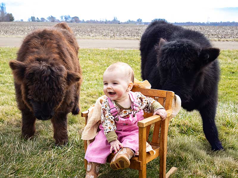 baby-photography-session-with-highland-calves Happy baby sitting in a mini wooden chair surrounded by two fuzzy brown and black Highland cow calves