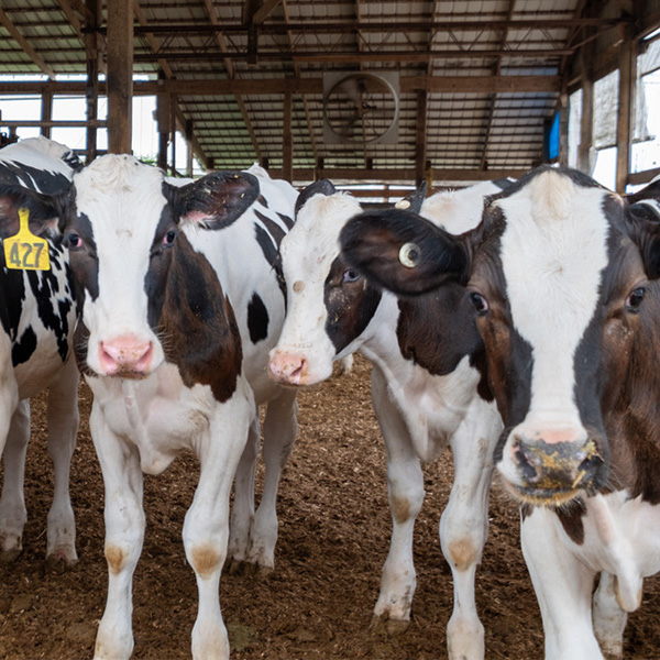 farm raised beef cattle