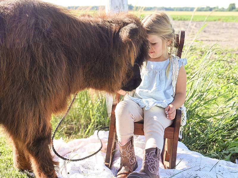 child-portrait-with-highland-cow Little girl wearing cowboy boots sitting in a wooden rocking chair next to a brown Highland cow in a sunny field