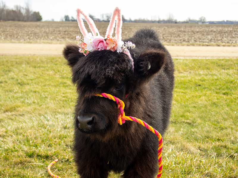 Mobile mini Highland cow visit in West Michigan